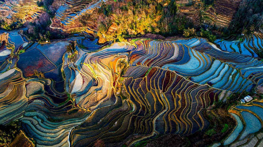 Ruộng bậc thang Nguyên Dương