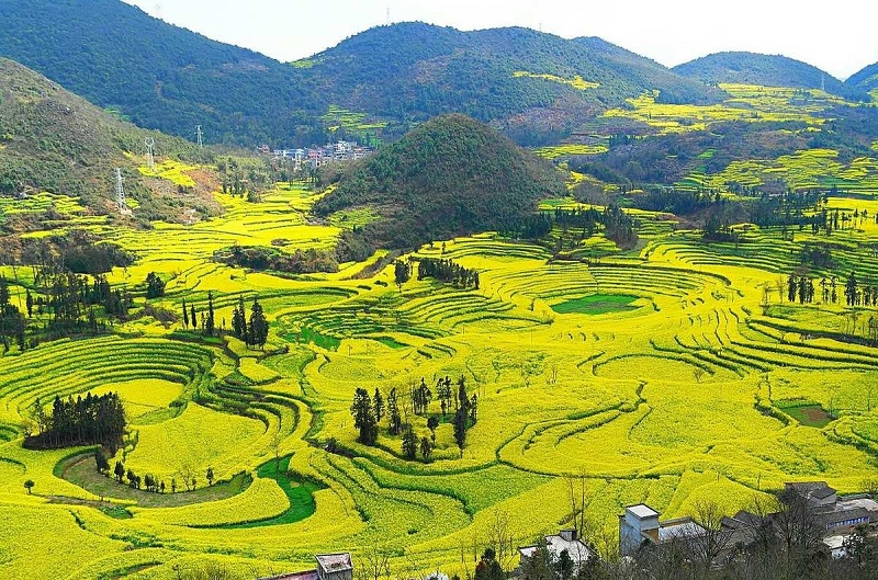 Ruộng bậc thang Nguyên Dương