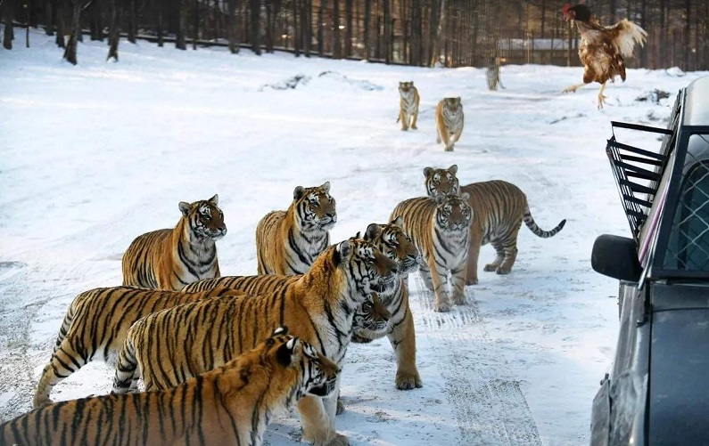 Du lịch Cáp Nhĩ Tân tại Công viên Hổ Siberia