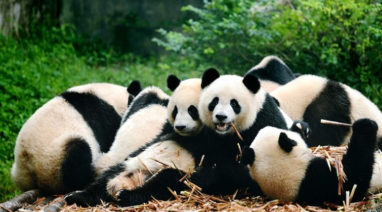du lịch thành đô