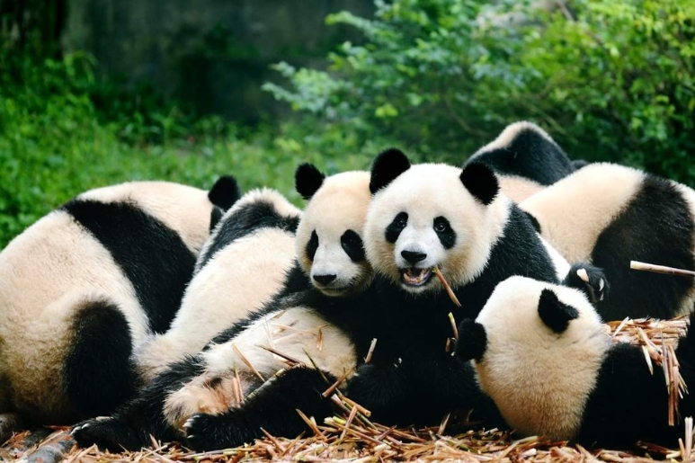 du lịch tứ xuyên trung quốc