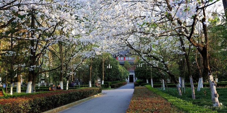Mùa xuân tại đại học Nam Kinh