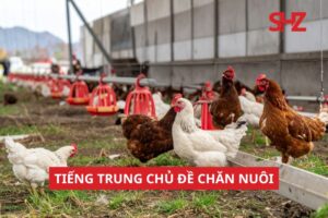 Tiếng Trung Chủ Đề Chăn Nuôi