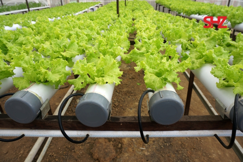 Tiếng Trung Chủ Đề Trồng Trọt 2 Tiếng trung chủ đề trồng trọt