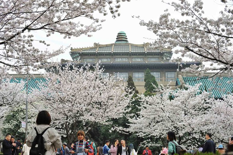 Hoa đào nở tại đại học Vũ Hán