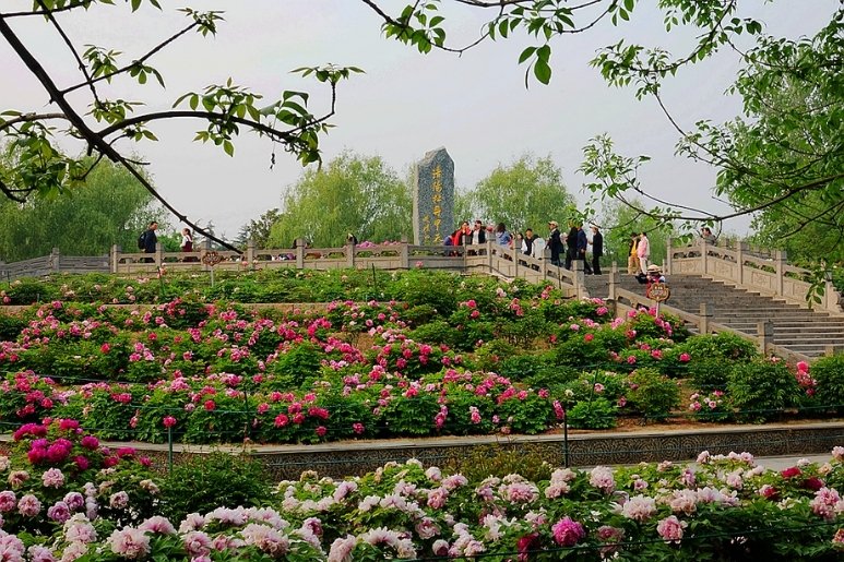 Lễ Hội Hoa Mẫu Đơn Lạc Dương